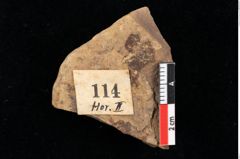 Foto (Detailansicht) von Salvinia mildeana Goeppert (NHMW-GEO-2024-0188-0114)